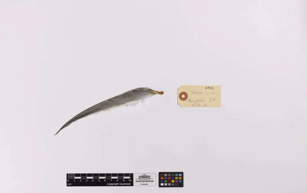 File:Sternula nereis (AM LB1923-4).jpg