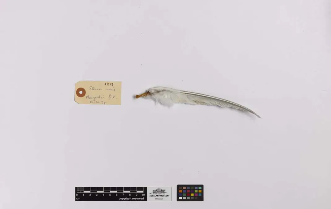 File:Sternula nereis (AM LB1923-5).jpg