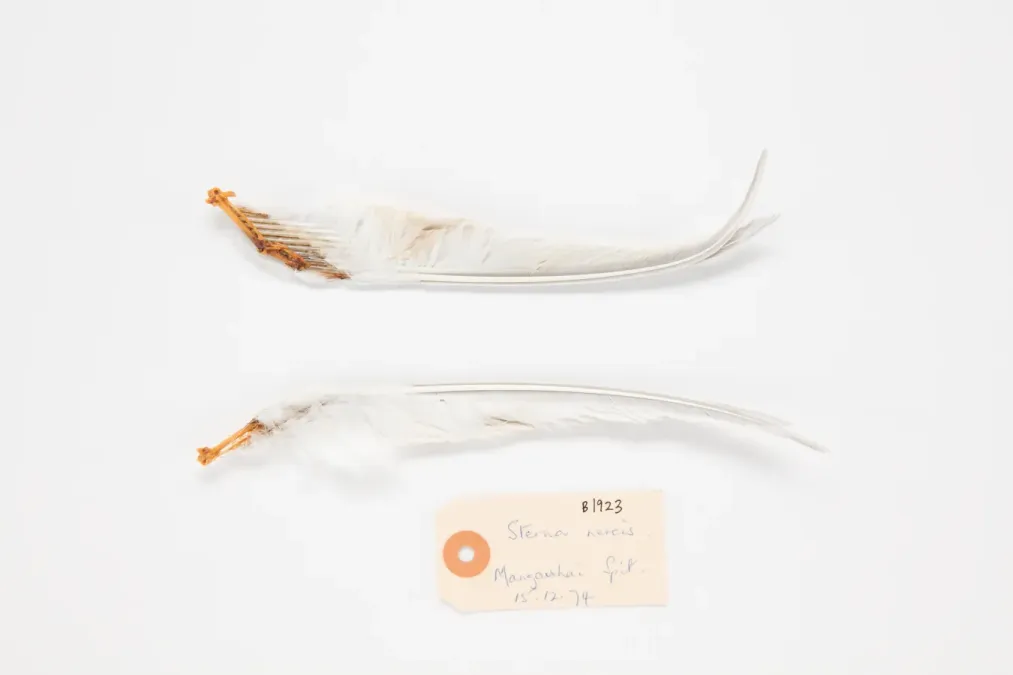 File:Sternula nereis (AM LB1923-2).jpg