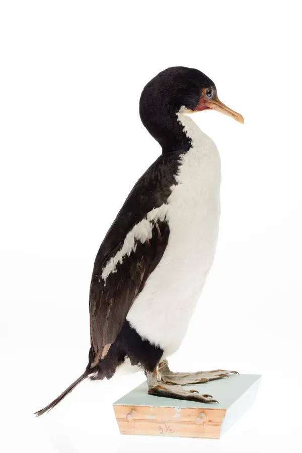 File:Leucocarbo onslowi (AM LB4254-2).jpg