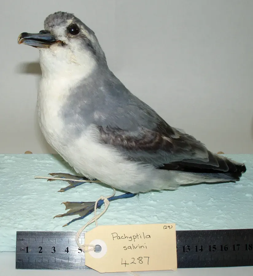 File:Pachyptila salvini (AM LB4287-3).jpg