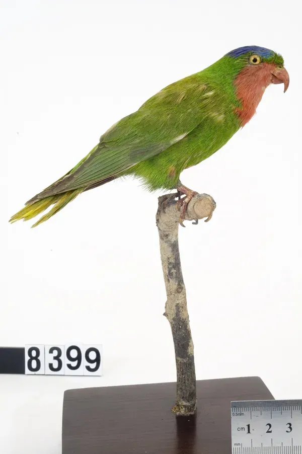 File:Vini australis (AM LB8399).jpg