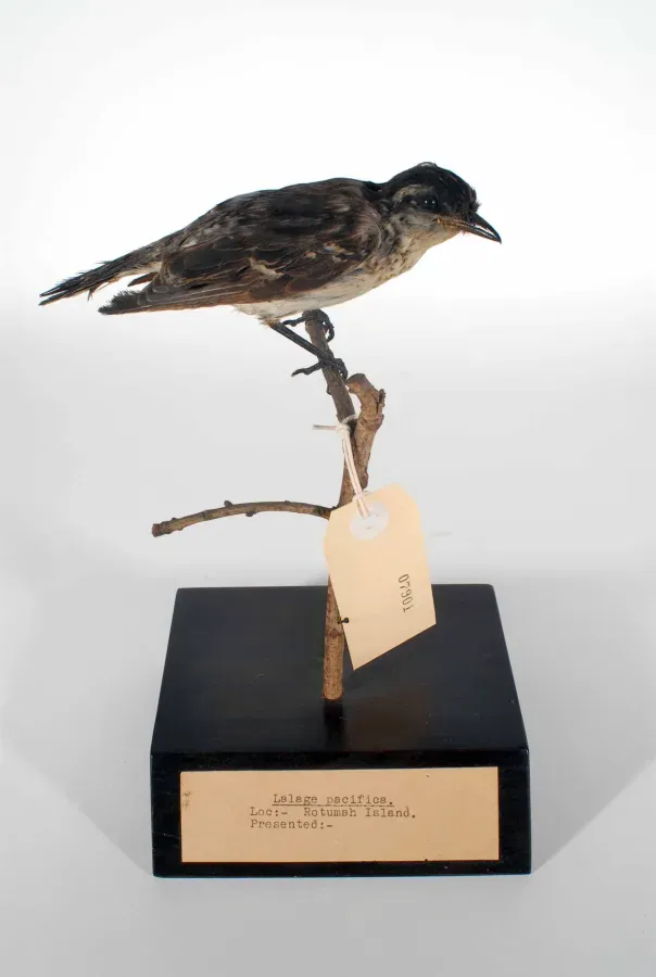 File:Lalage maculosa rotumae (AM LB7901).jpg