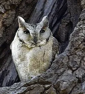 File:Otus bakkamoena.jpg