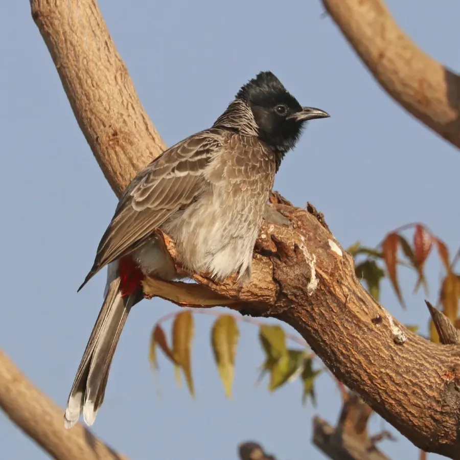 File:Red-vented bulbul (Pycnonotus cafer humayuni).jpg