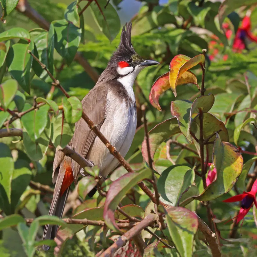 File:Red-whiskered bulbul (Pycnonotus jocosus fuscicaudatus).jpg