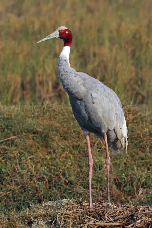 File:Sarus crane (Grus antigone).jpg