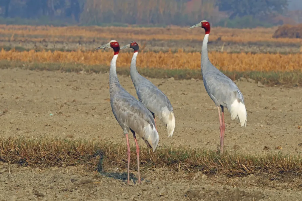 File:Sarus cranes (Grus antigone).jpg