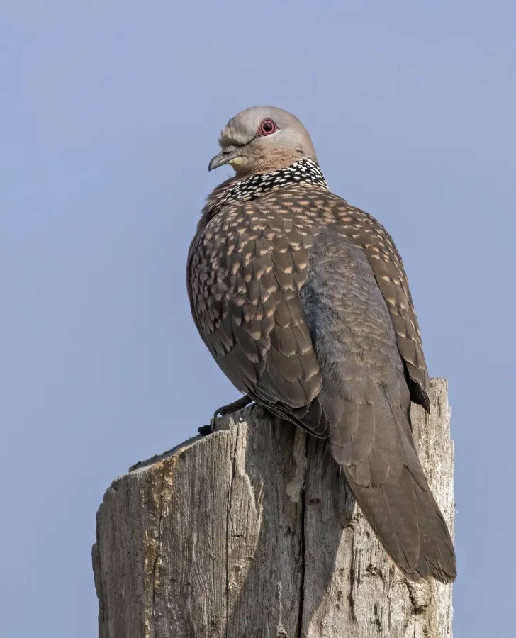 File:Spotted dove (Spilopelia chinensis suratensis).jpg