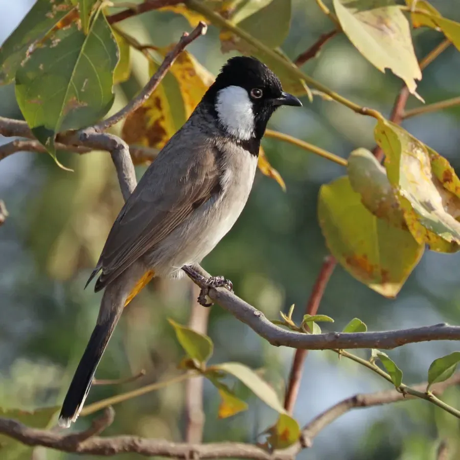 File:White-eared bulbul (Pycnonotus leucotis leucotis).jpg