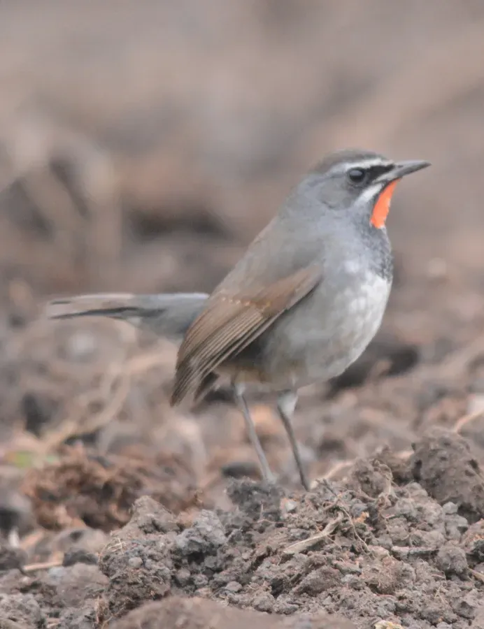 File:Chinese Rubythroat Calliope tschebaiewi, male, Loktak Lake, Manipur DSC 8987 (05).jpg