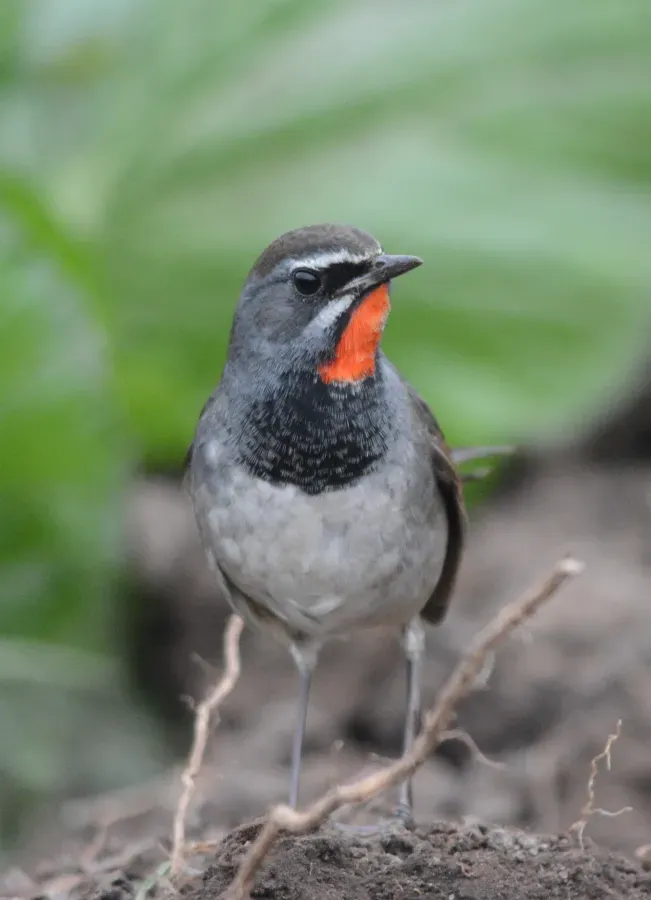 File:Chinese Rubythroat Calliope tschebaiewi, male, Loktak Lake, Manipur DSC 8987 (06).jpg