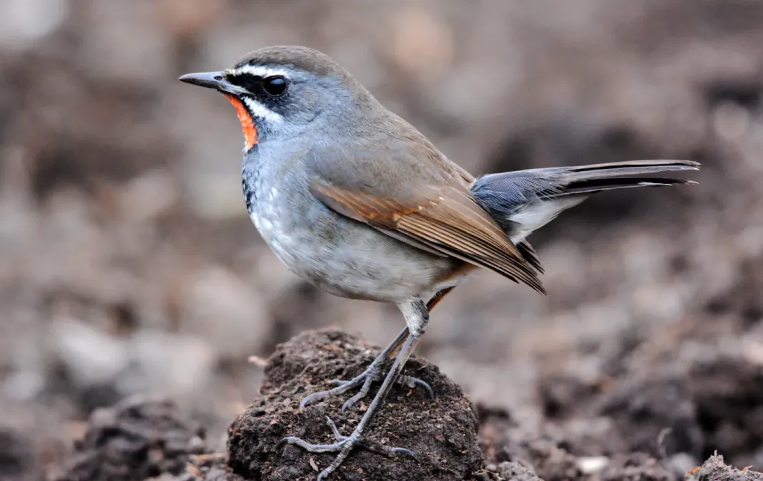 File:Chinese Rubythroat Calliope tschebaiewi, male, Loktak Lake, Manipur DSC 8987 (09).jpg