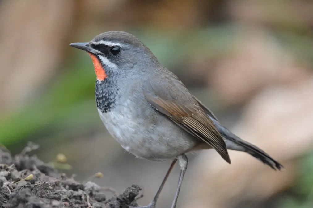 File:Chinese Rubythroat Calliope tschebaiewi, male, Loktak Lake, Manipur DSC 8987 (12).jpg