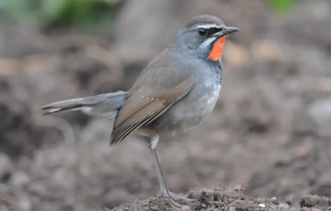 File:Chinese Rubythroat Calliope tschebaiewi, male, Loktak Lake, Manipur DSC 8987 (10).jpg