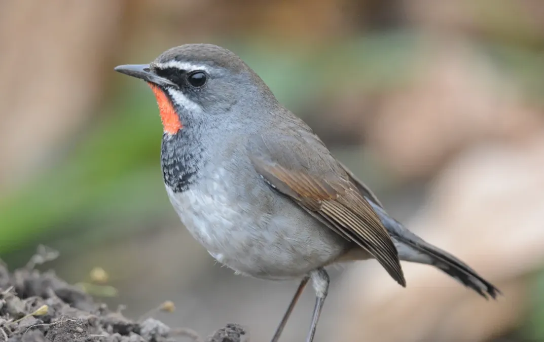 File:Chinese Rubythroat Calliope tschebaiewi, male, Loktak Lake, Manipur DSC 8987 (13).jpg