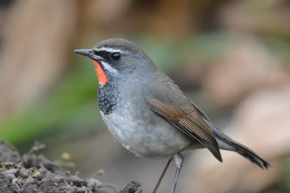 File:Chinese Rubythroat Calliope tschebaiewi, male, Loktak Lake, Manipur DSC 8987 (14).jpg