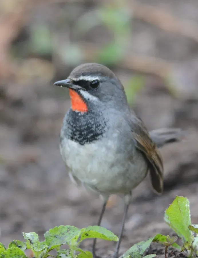 File:Chinese Rubythroat Calliope tschebaiewi, male, Loktak Lake, Manipur DSC 8987 (17).jpg