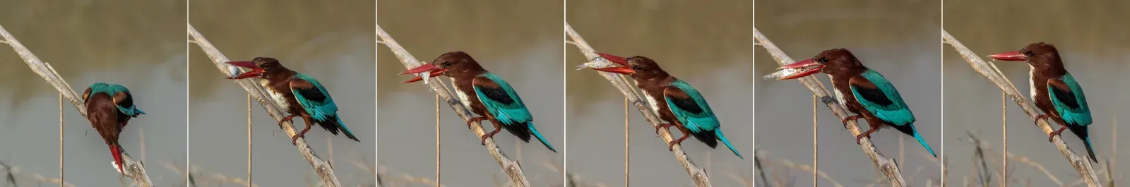 File:White-throated kingfisher (Halcyon smyrnensis fusca) composite.jpg