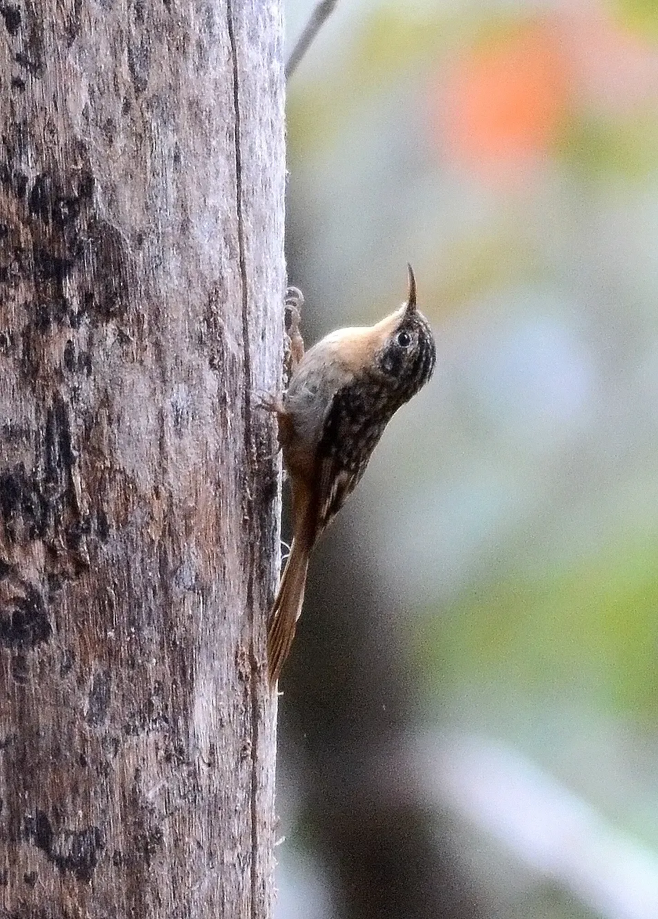 File:Manipur Treecreeper Certhia manipurensis by Raju Kasambe.jpg