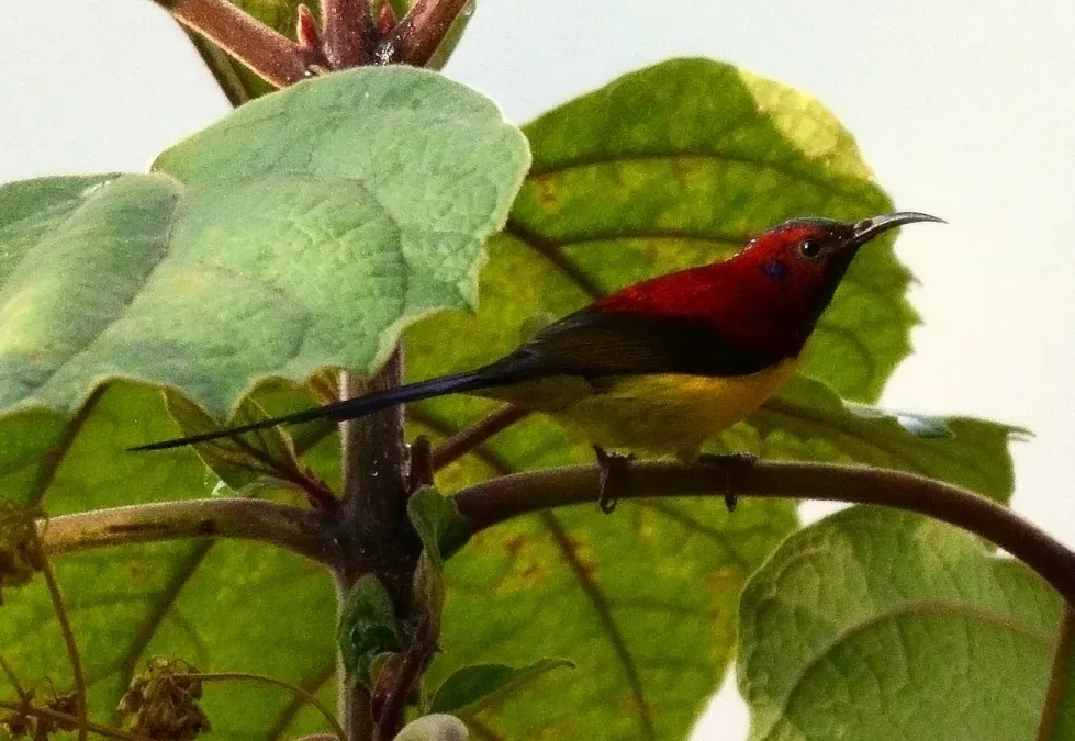 File:Mrs. Gould's Sunbird Aethopyga gouldiae Male by Raju Kasambe DSC 1567 (9).jpg