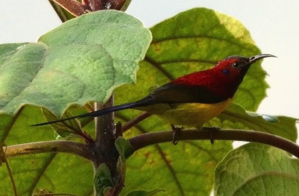 File:Mrs. Gould's Sunbird Aethopyga gouldiae Male by Raju Kasambe DSC 1567 (10).jpg