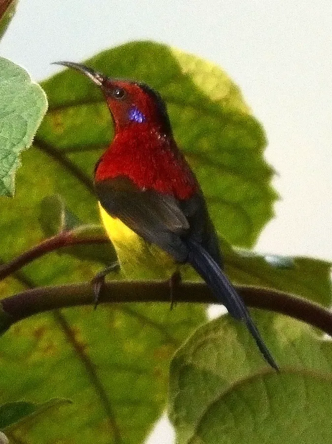 File:Mrs. Gould's Sunbird Aethopyga gouldiae Male by Dr. Raju Kasambe DSC 1567 (11).jpg