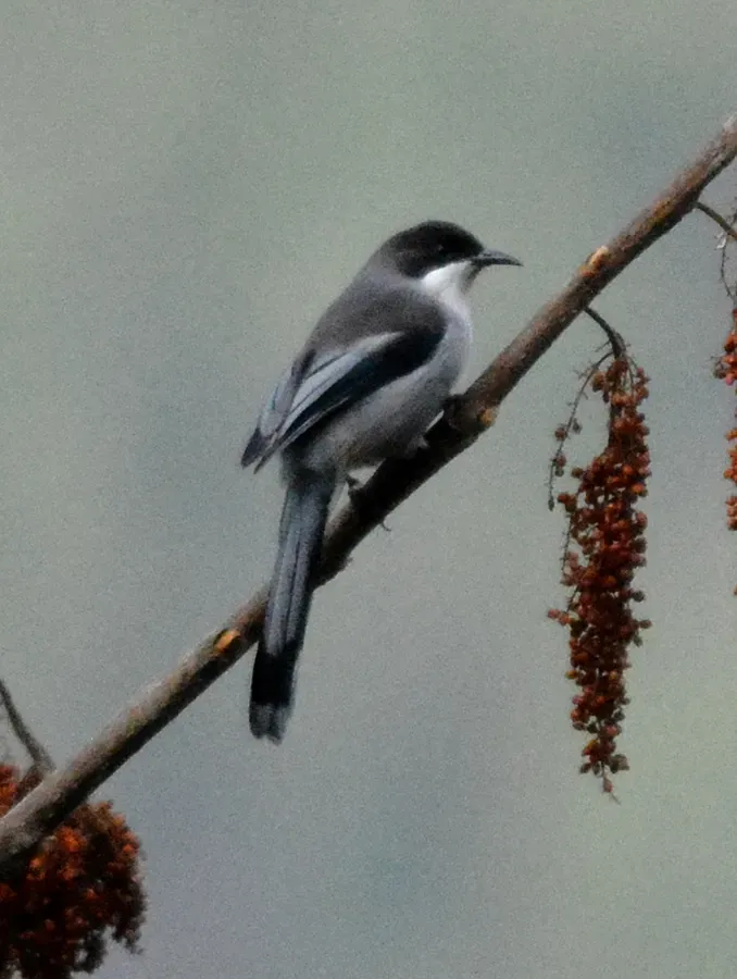 File:Grey Sibia Heterophasia gracilis by Dr. Raju Kasambe DSC 2243 (2).jpg