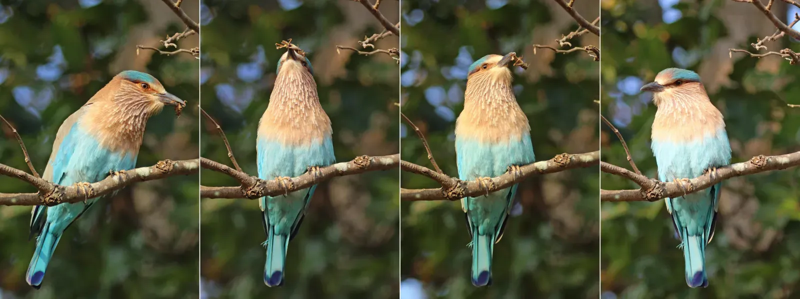 File:Indian roller (Coracias benghalensis benghalensis) composite.jpg