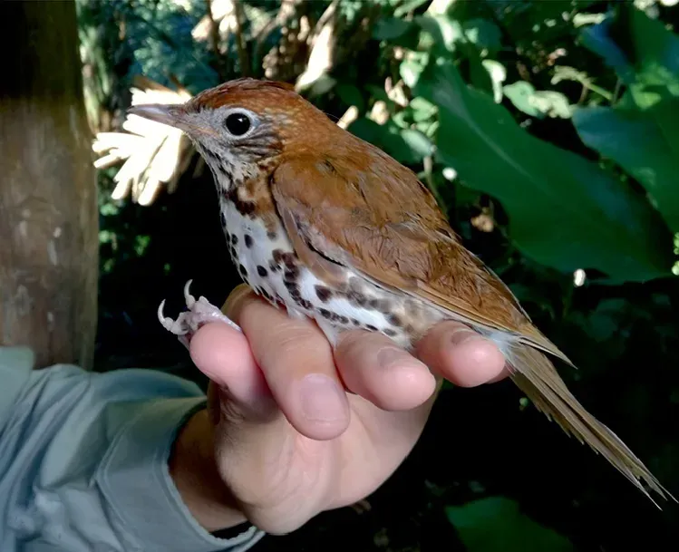 File:Catharus aurantiirostris.jpg