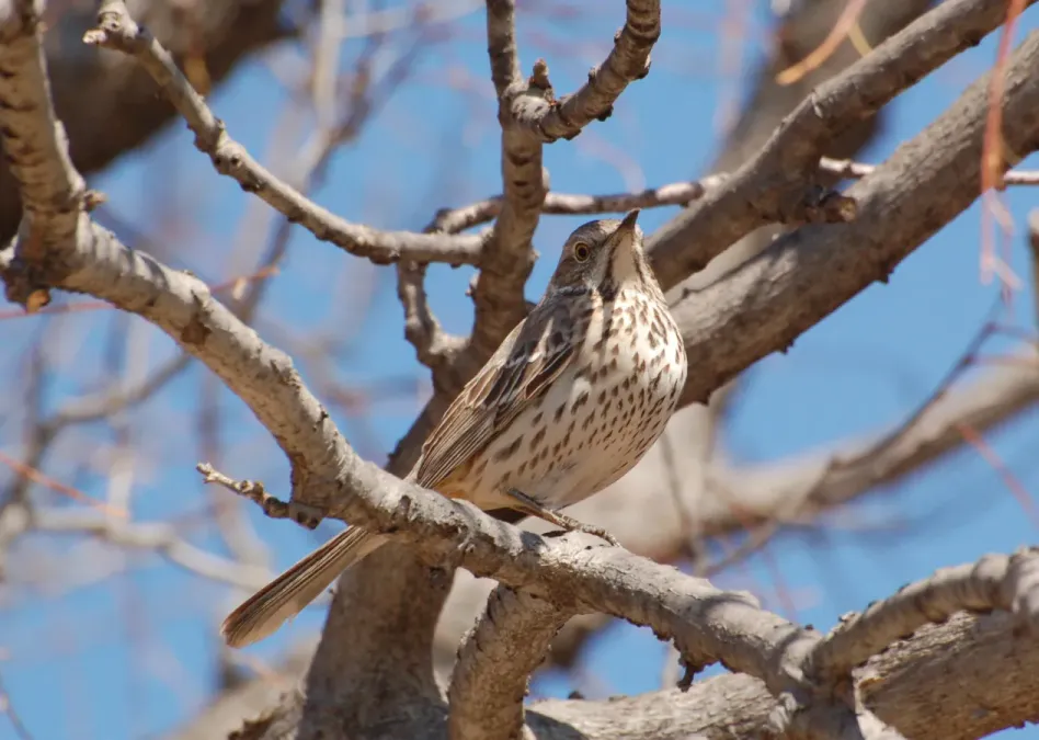 File:Oreoscoptes montanus -Minneapolis-8.jpg