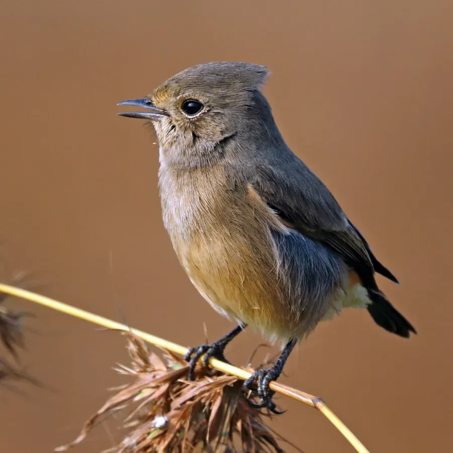 File:Pied bushchat (Saxicola caprata bicolor) female.jpg