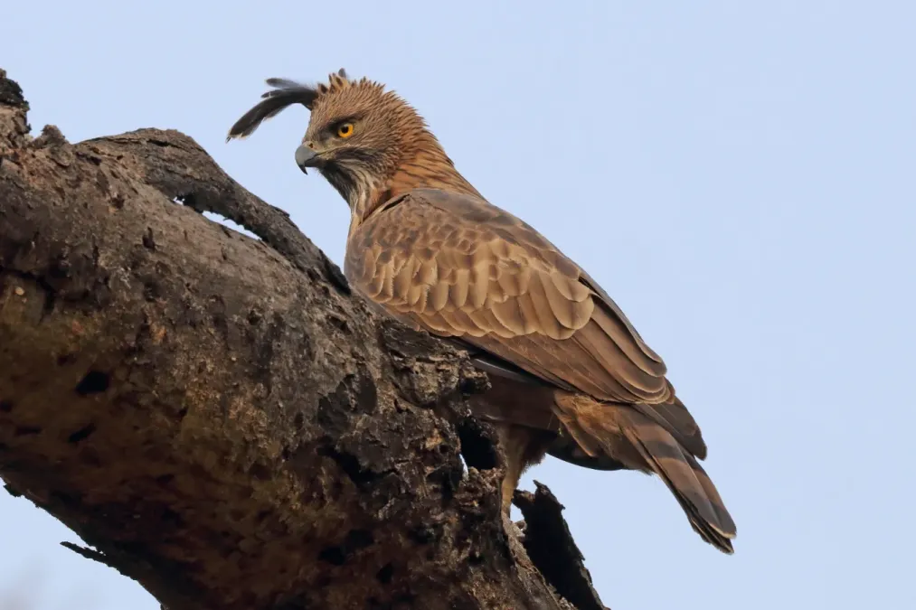 File:Crested hawk-eagle (Nisaetus cirrhatus cirrhatus).jpg