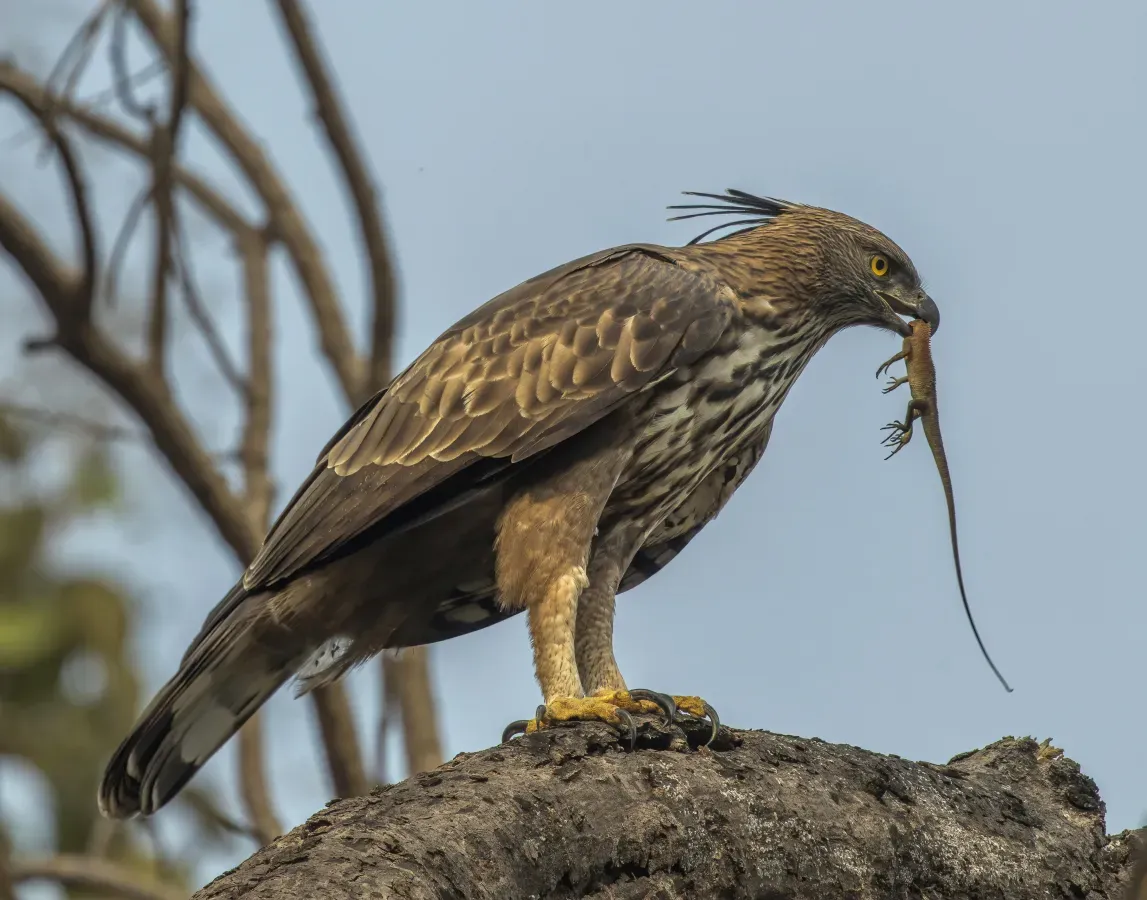 File:Crested hawk-eagle (Nisaetus cirrhatus cirrhatus) with Indian garden lizard.jpg