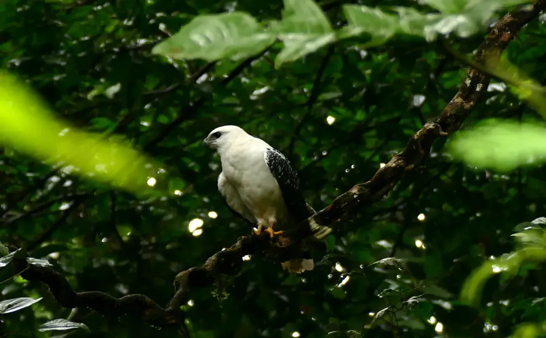 File:White Hawk (Pseudastur albicollis) (27583475239).jpg