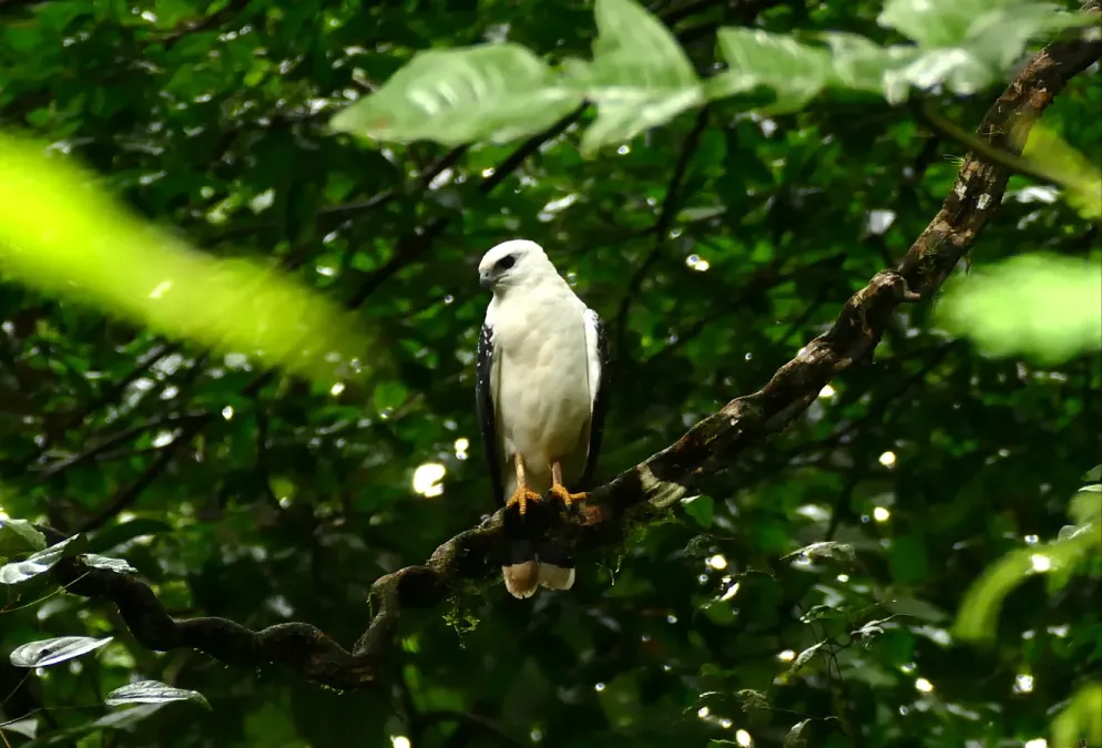 File:White Hawk (Pseudastur albicollis) (38652367684).jpg