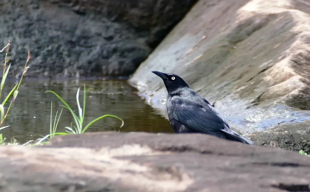 File:Carib Grackle (Quiscalus lugubris) (24432967077).jpg