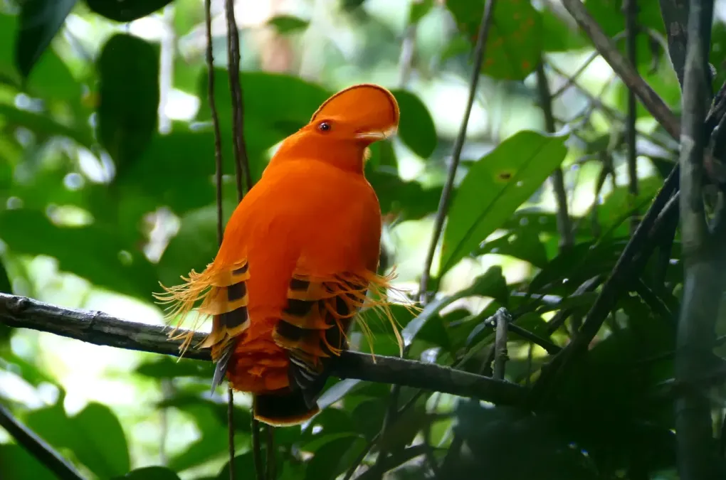 File:Guianan Cock-of-the-rock (Rupicola rupicola) (25401379418).jpg