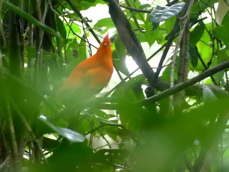 File:Guianan Cock-of-the-rock (Rupicola rupicola) (25399804128).jpg