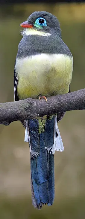 File:Apalharpactes mackloti-20040821b.jpg