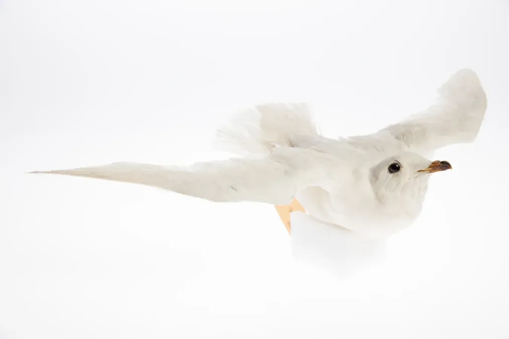 File:Pagodroma nivea (AM LB8567-1).jpg