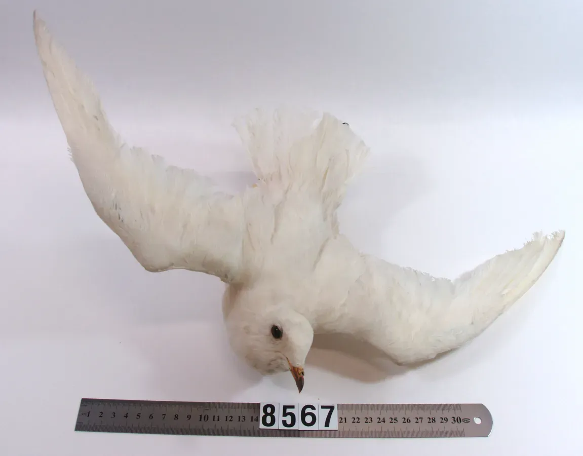 File:Pagodroma nivea (AM LB8567-3).jpg