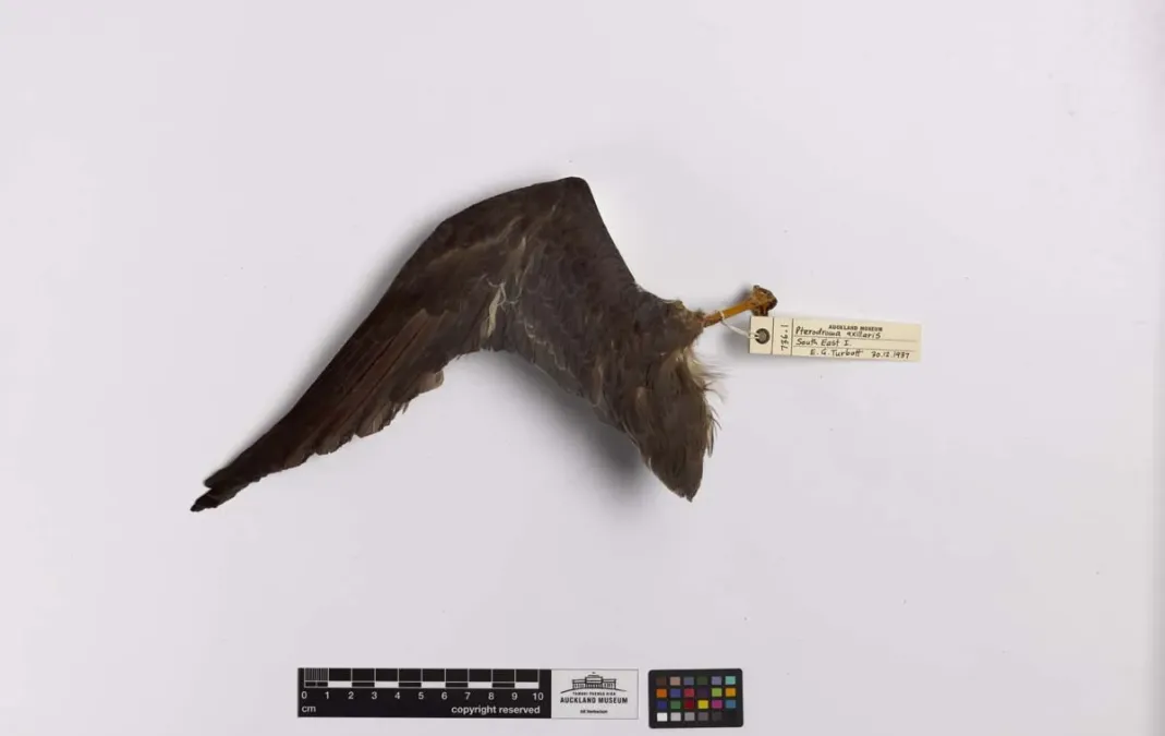 File:Pterodroma axillaris (AM LB736-4).jpg