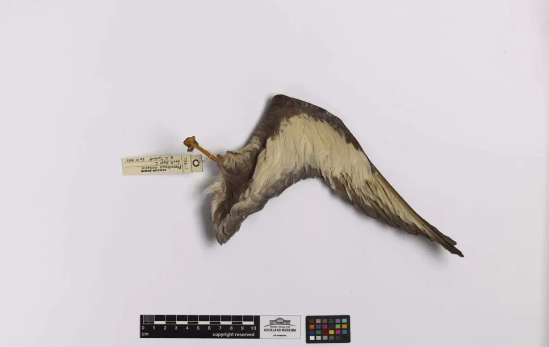 File:Pterodroma axillaris (AM LB736-5).jpg