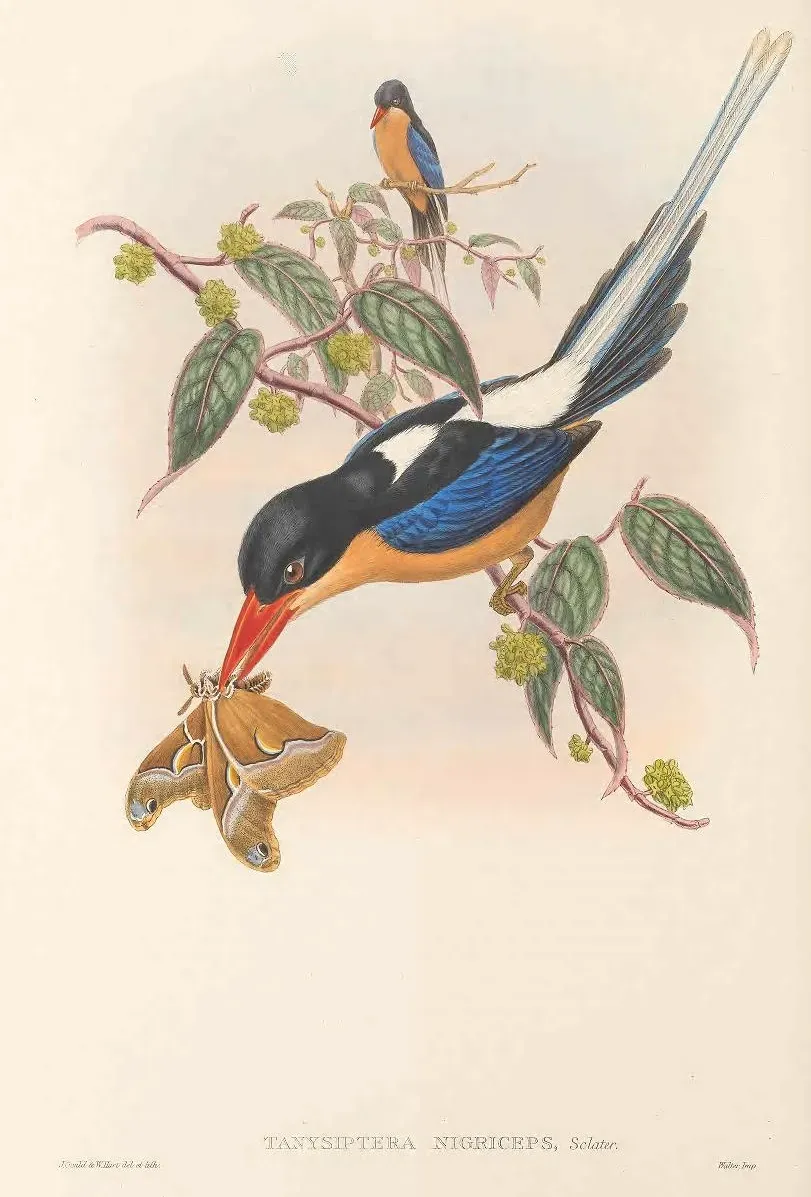 File:Tanysiptera nigriceps Sclater, 1877.jpg