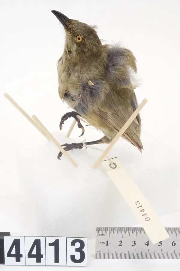 File:Anthornis melanocephala (AM LB4413).jpg