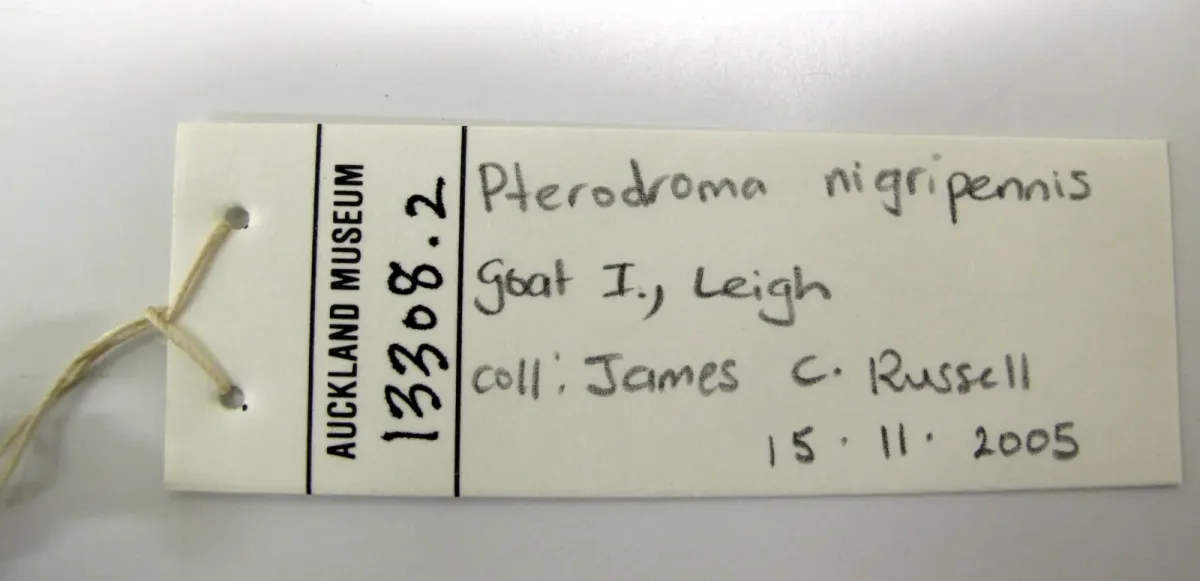 File:Pterodroma pycrofti (AM LB13308-6).jpg