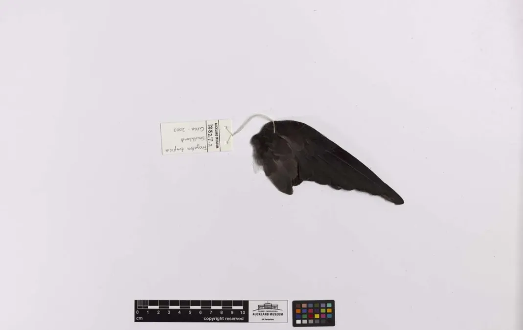 File:Fregetta tropica (AM LB13327-5).jpg