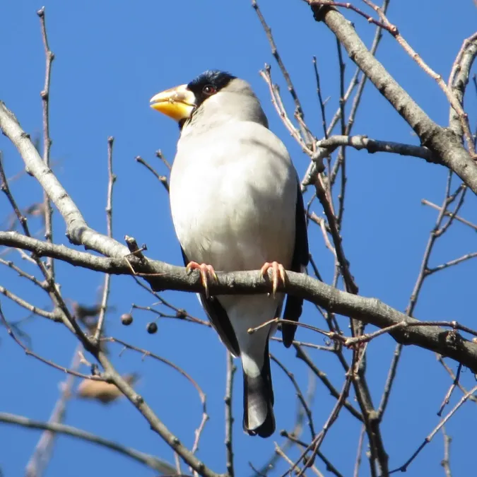 File:Eophona personata (on tree).jpg