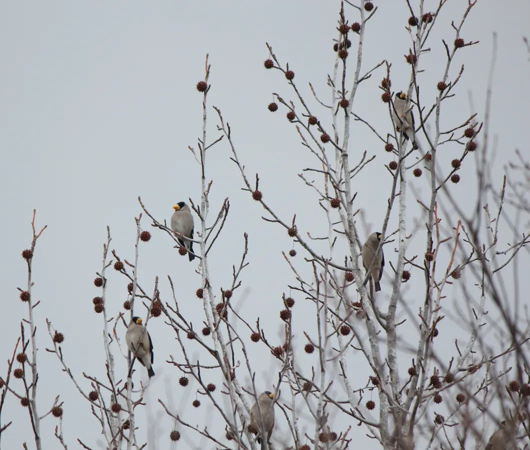 File:Eophona personata (flocks).jpg